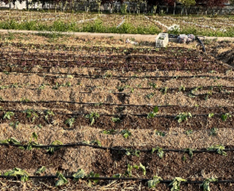 Sweetpotato Variety 3