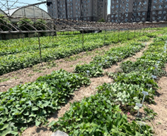 Sweetpotato Variety 4