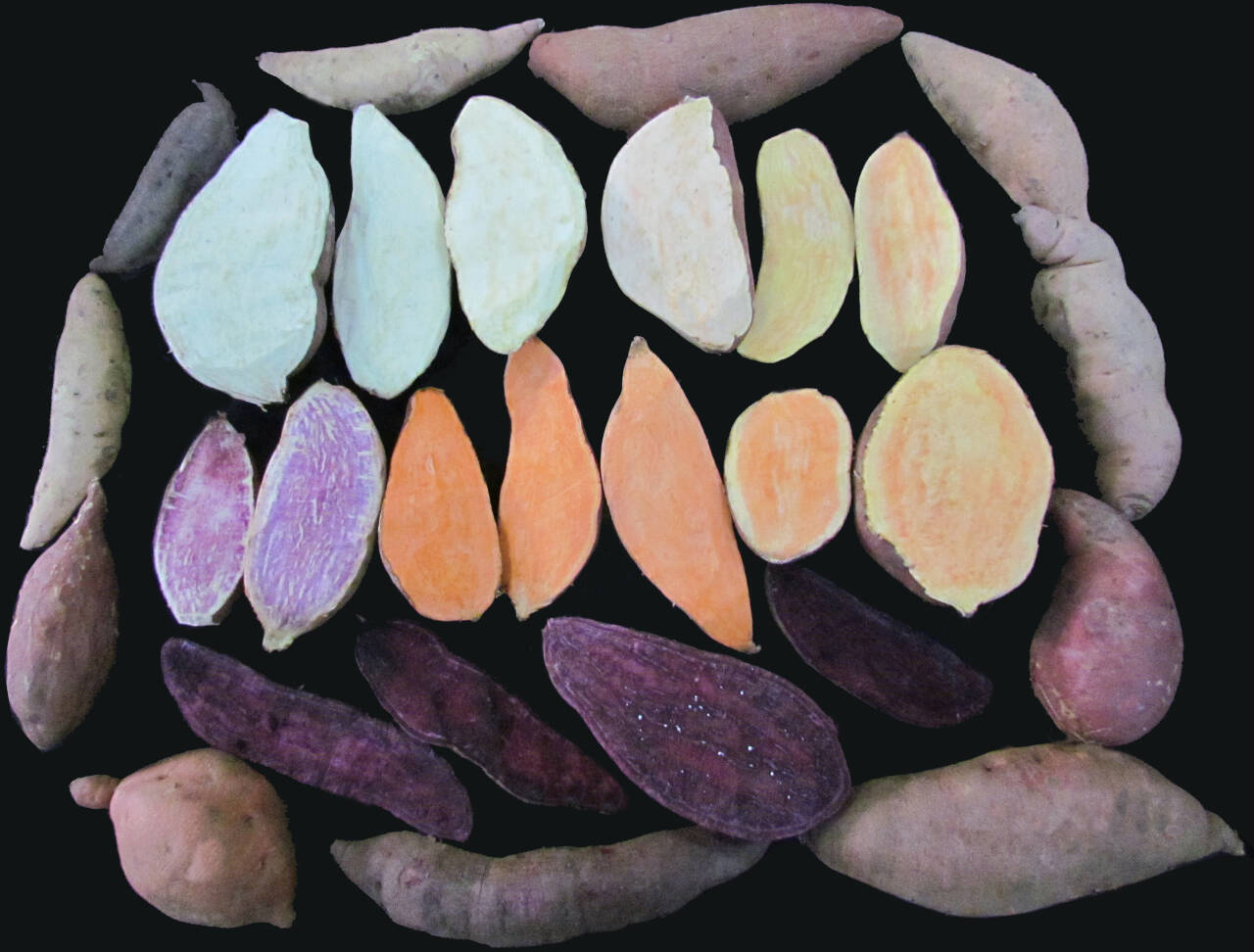 Sweetpotato Variety 1