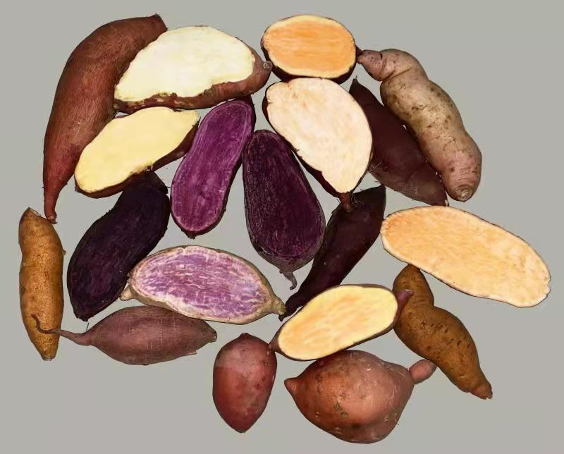 Sweetpotato Variety 2